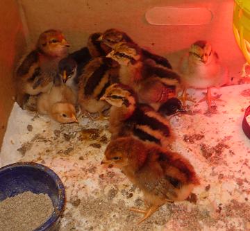 Eight Red Sussex chicks